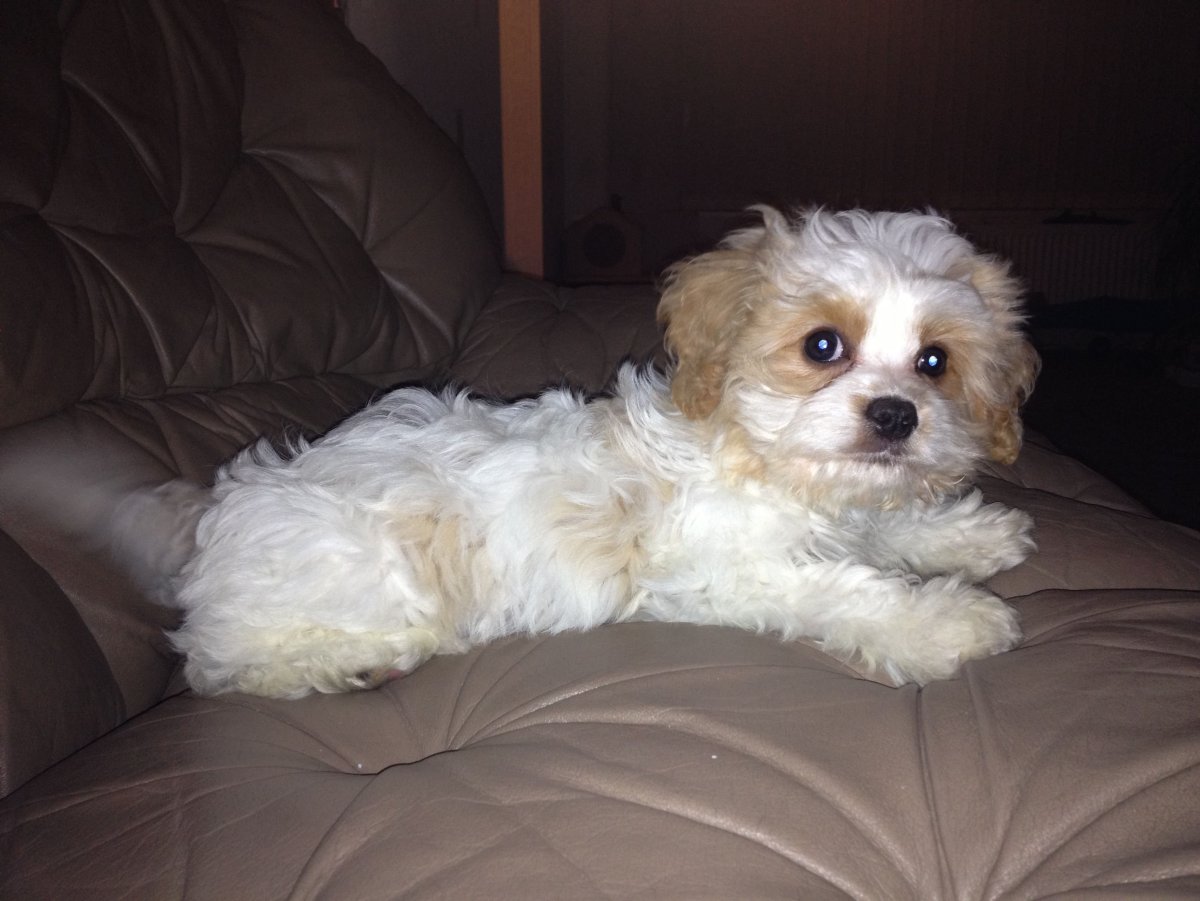 Кинг Чарльз болонка