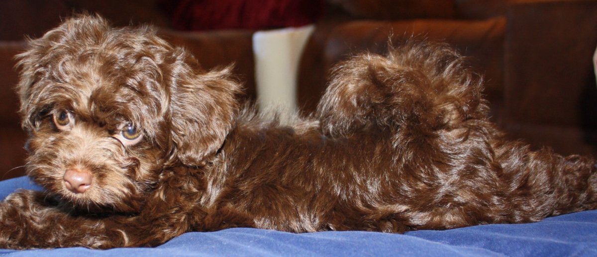 Русская болонка коричневая