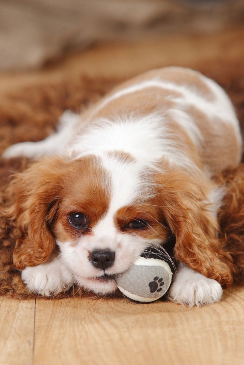 Кинг Чарльз спаниель