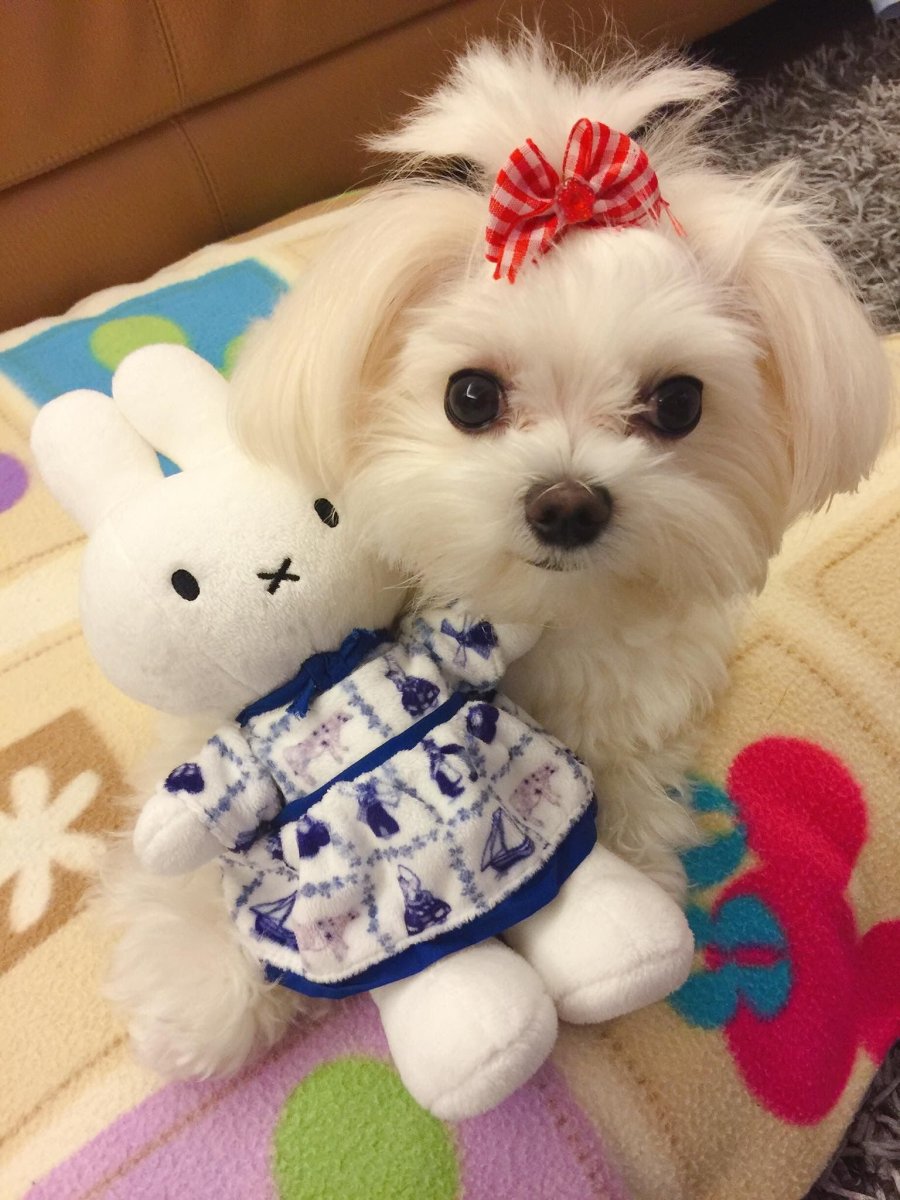 Милые собачки