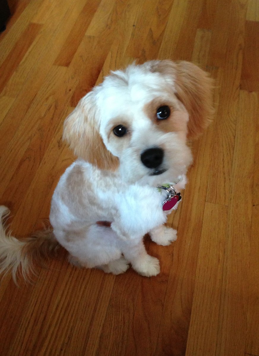 Кинг Чарльз спаниель и Мальтийская болонка