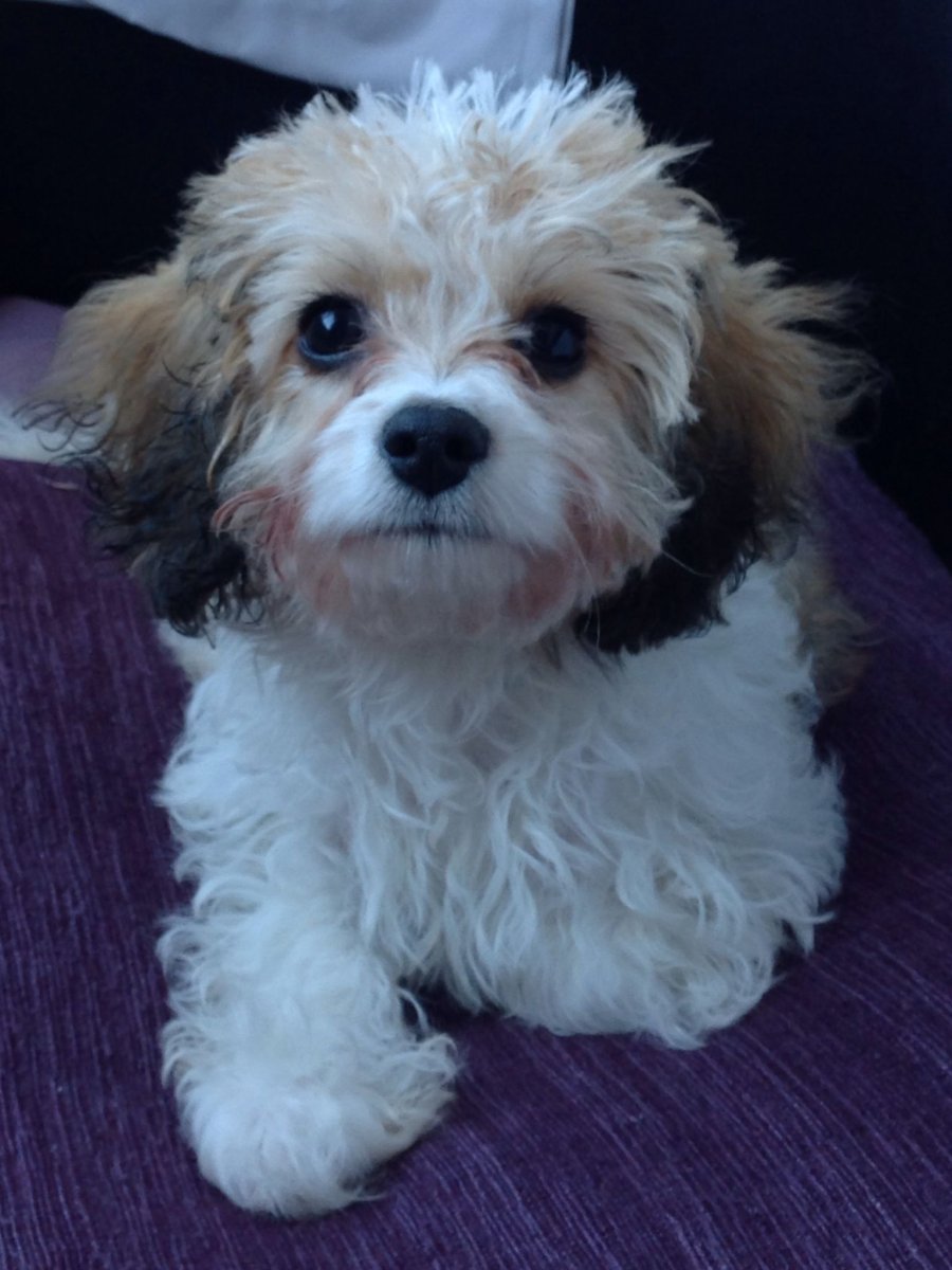 Кавашон спаниель