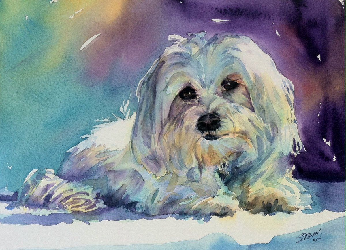 Мальтийская болонка акварель