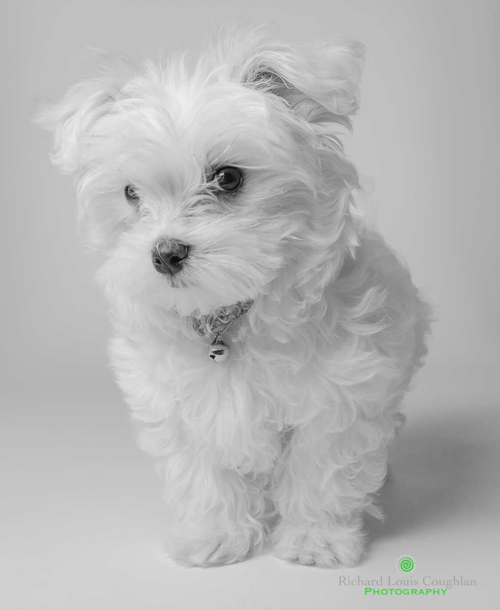 Карликовая болонка мальтезе