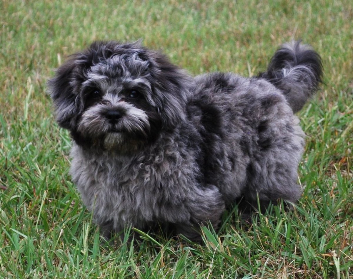 Метис Бишон+ Пекинес