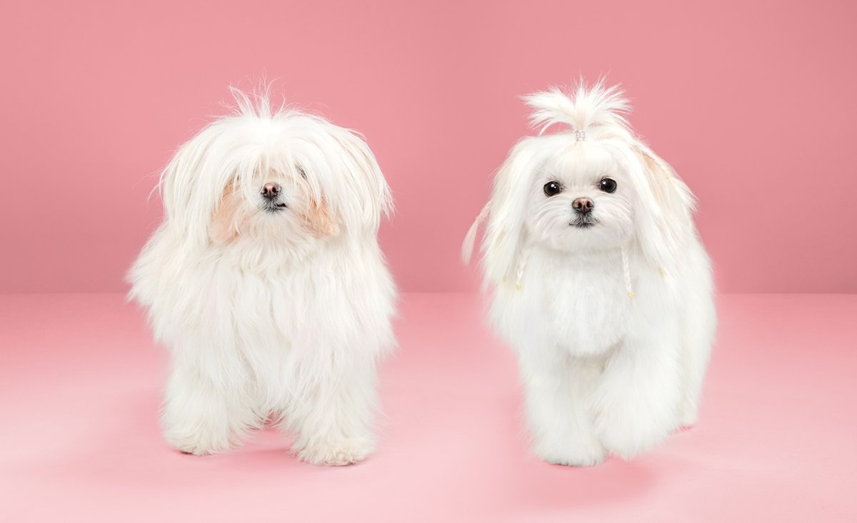 Мальтийская болонка длинношерстная