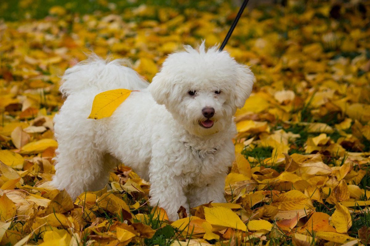 Собака Болоньез бежевого цвета