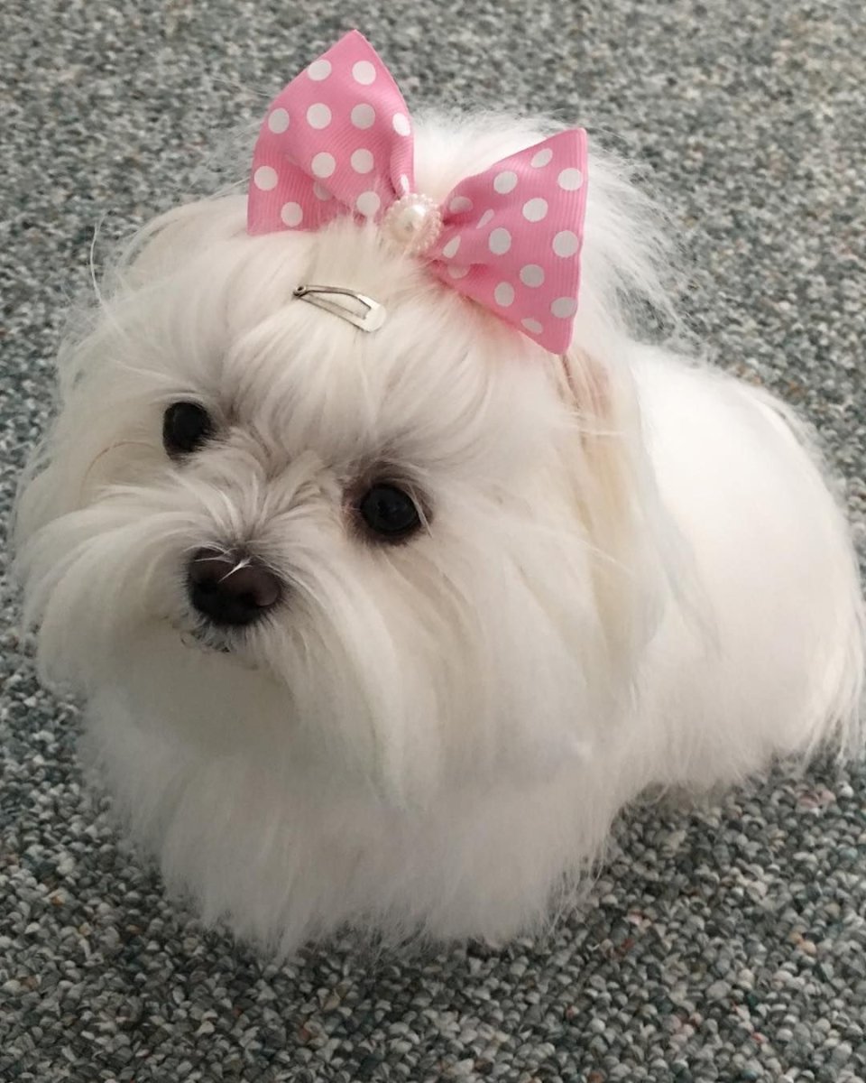 Мальтийская болонка с бантиком