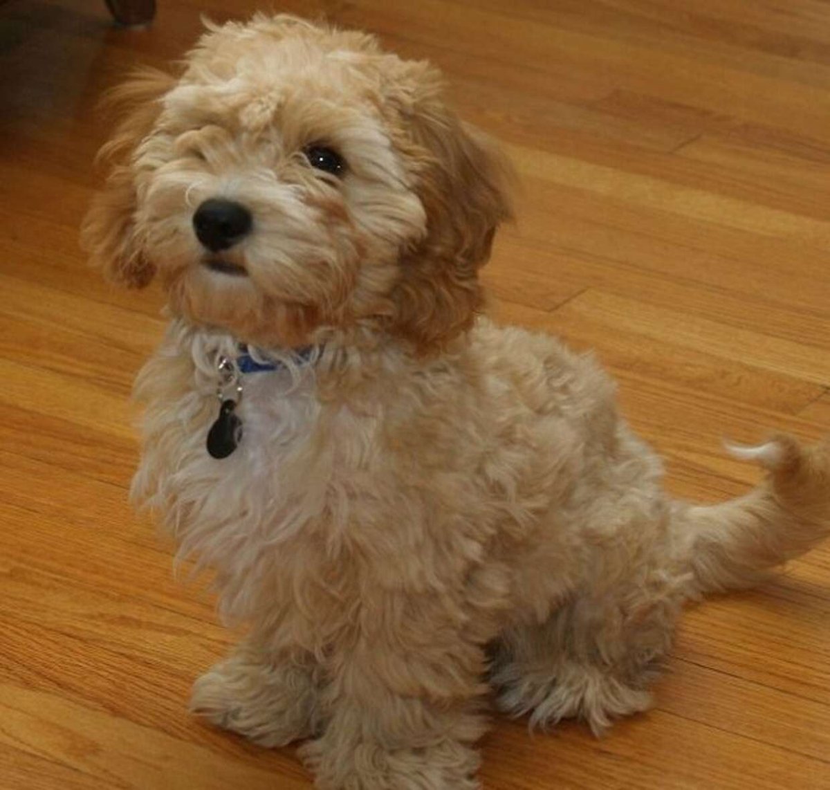 Мальтезе и мальтипу