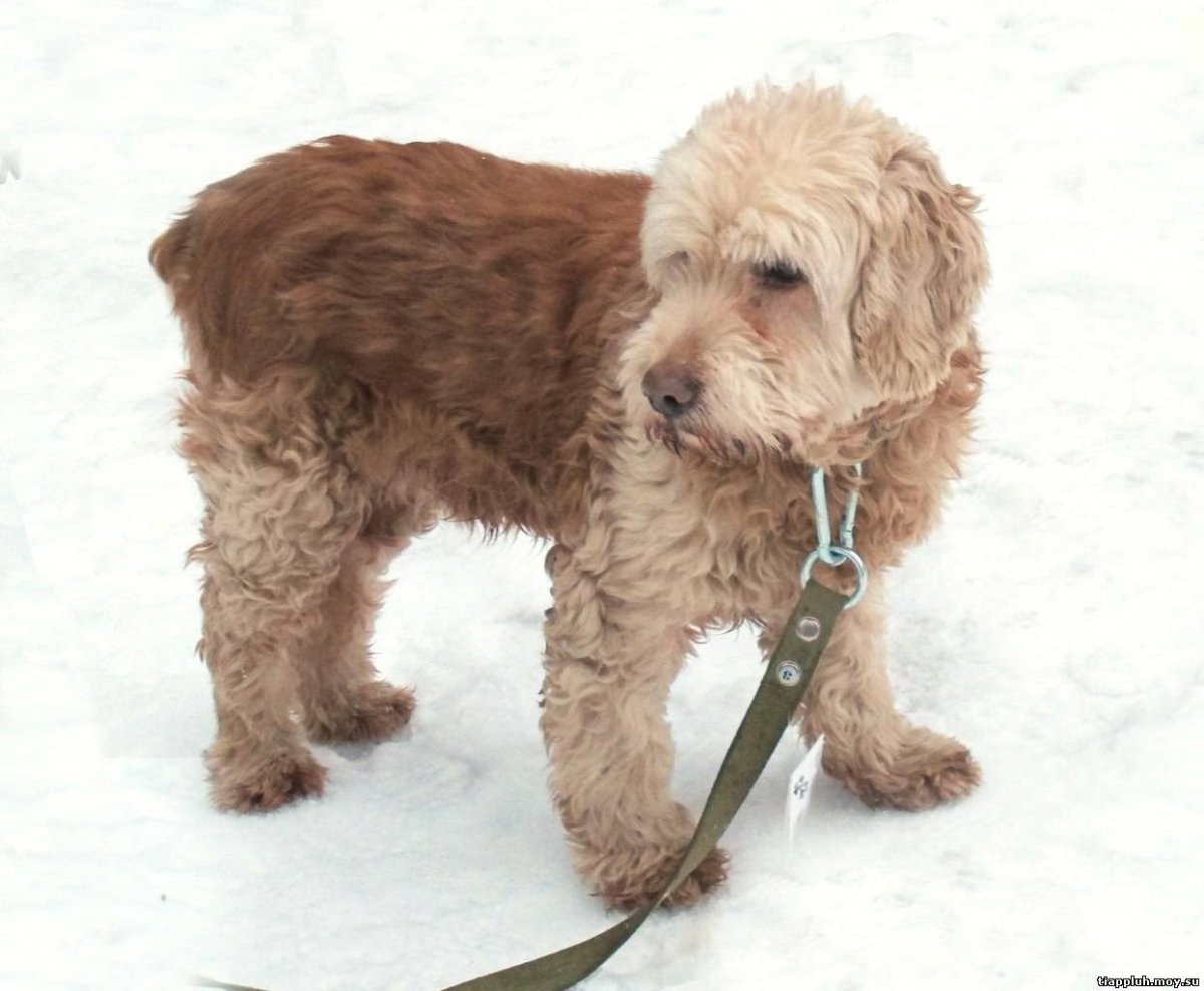 Смесь пуделя и кокер спаниеля