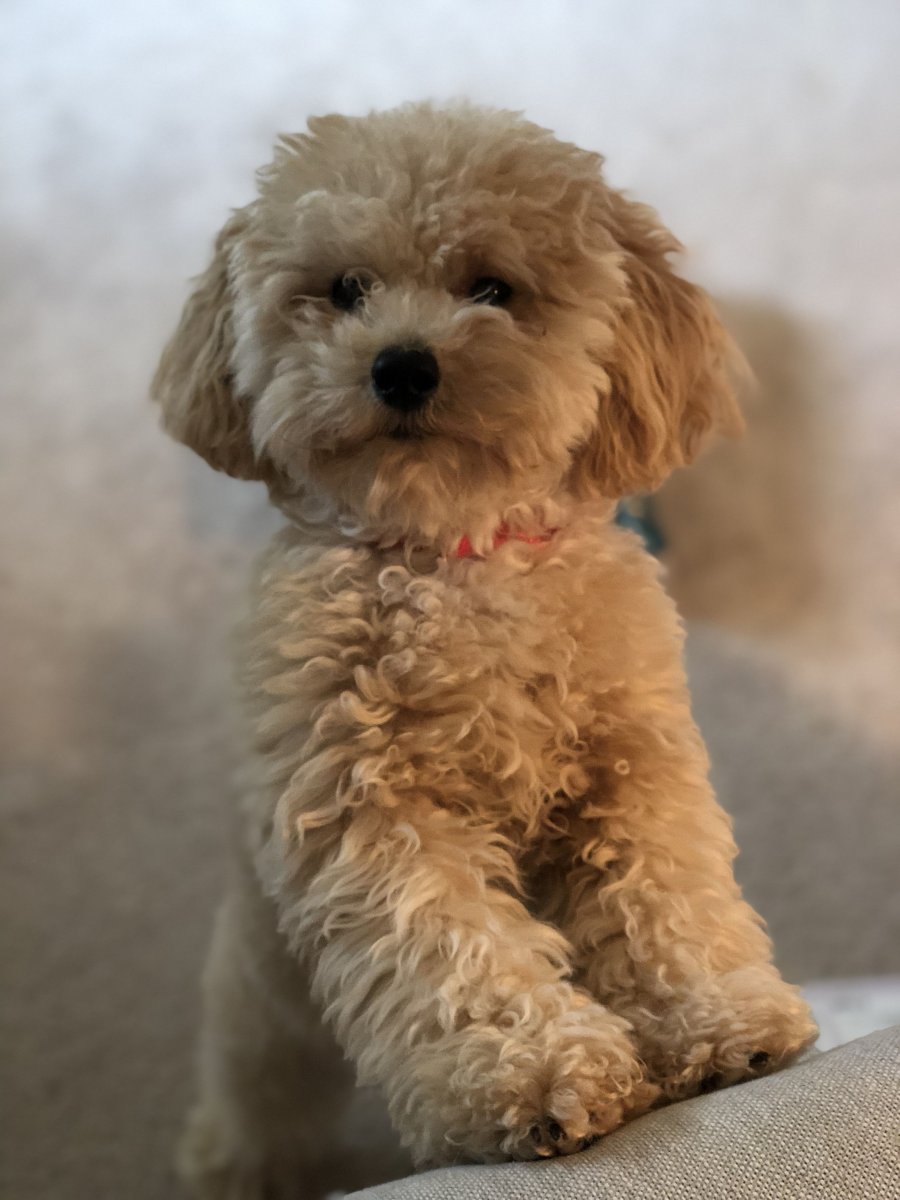 Той пудель мальтипу