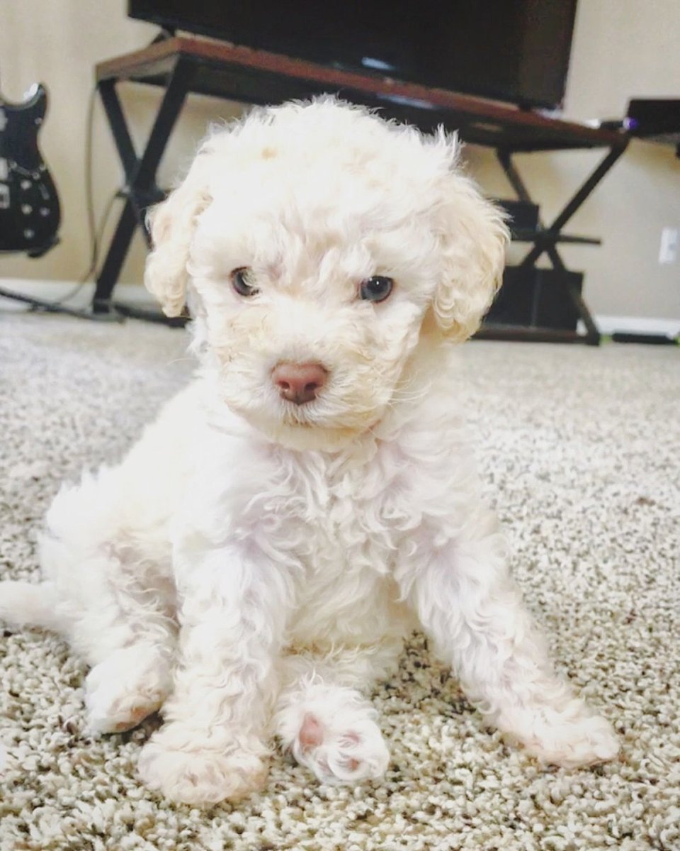 Пудель мальтипу белый