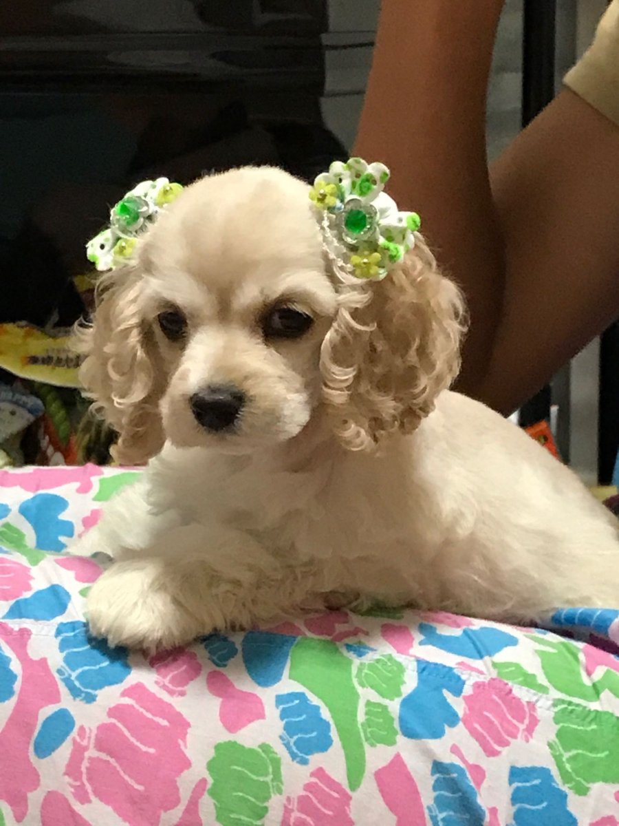 Карликовый кокер спаниель