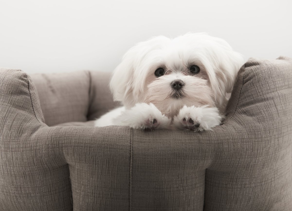 Болонка на диване