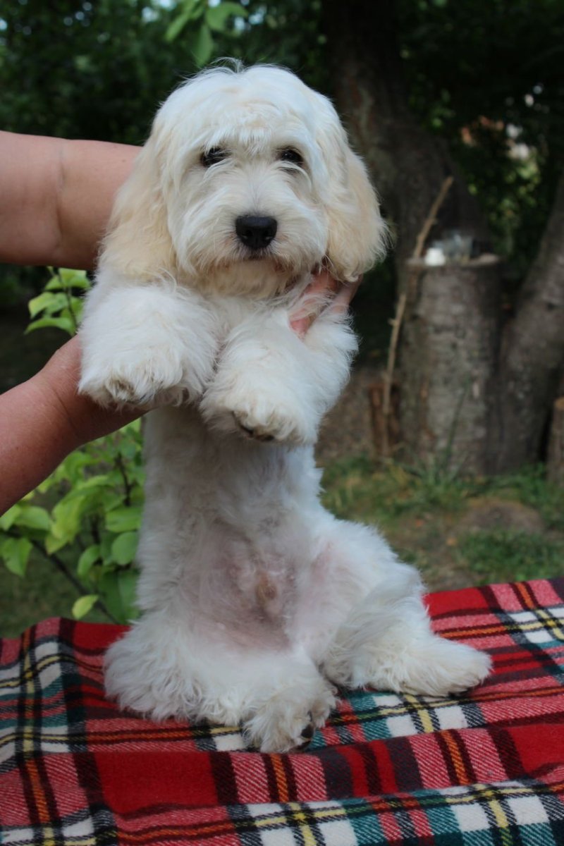 Кокер спаниель болонка