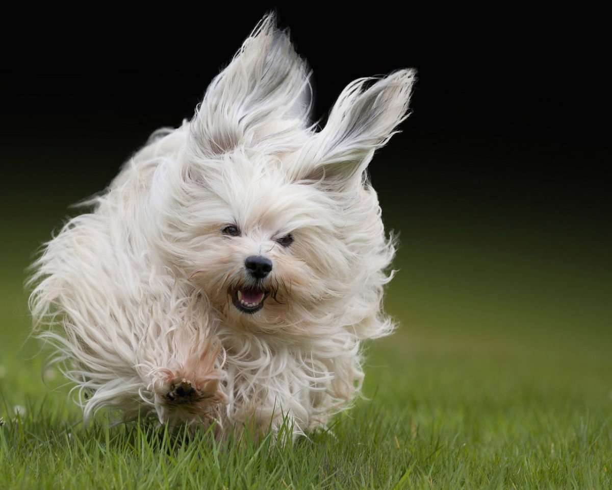 Гаванский Бишон рыжий