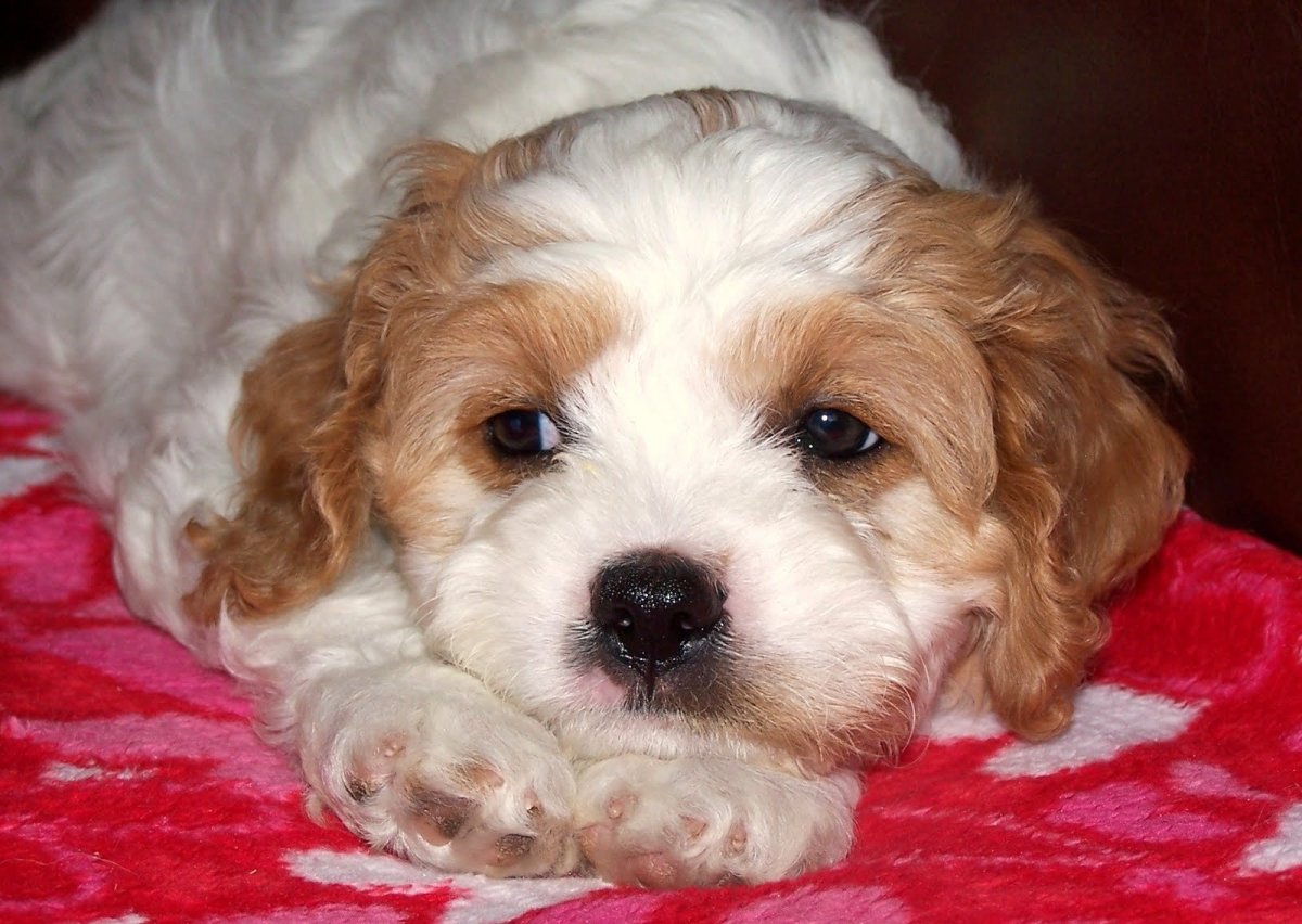 Кавашон спаниель