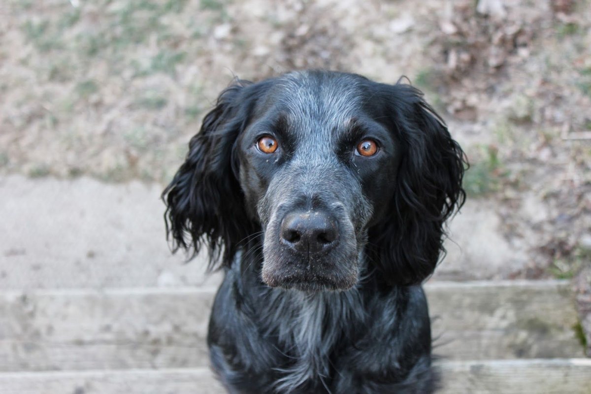 Синяя спаниель