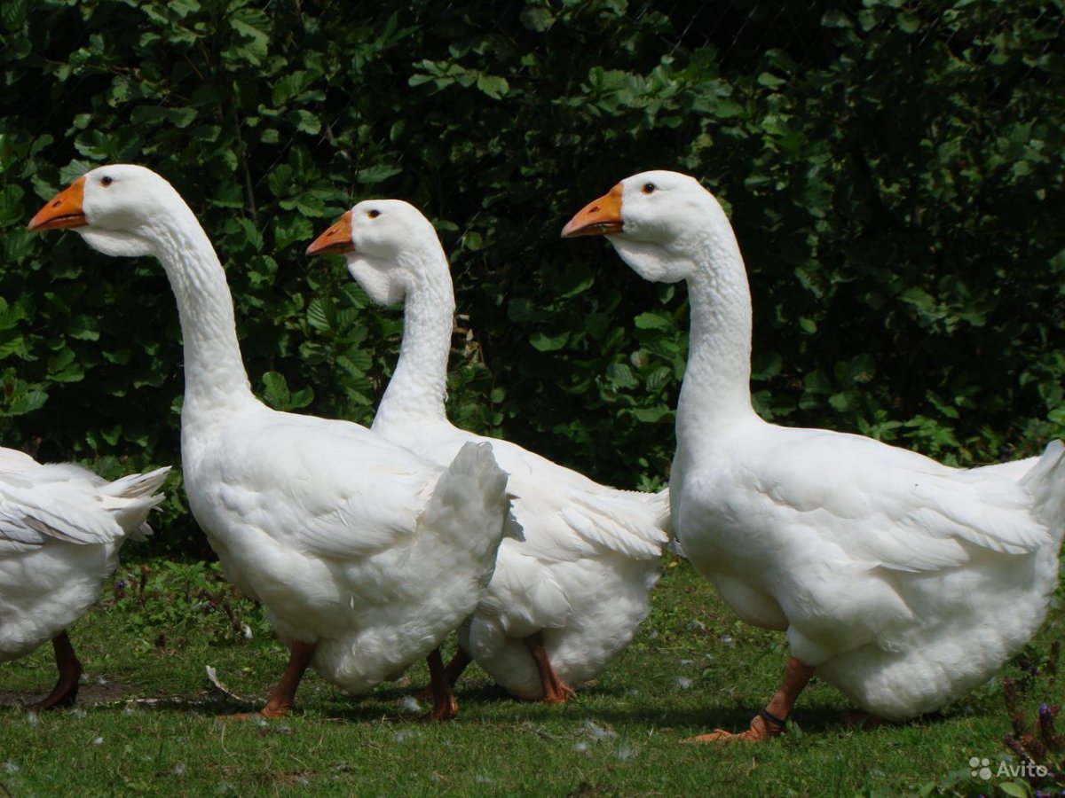 Холмогорская порода гусей
