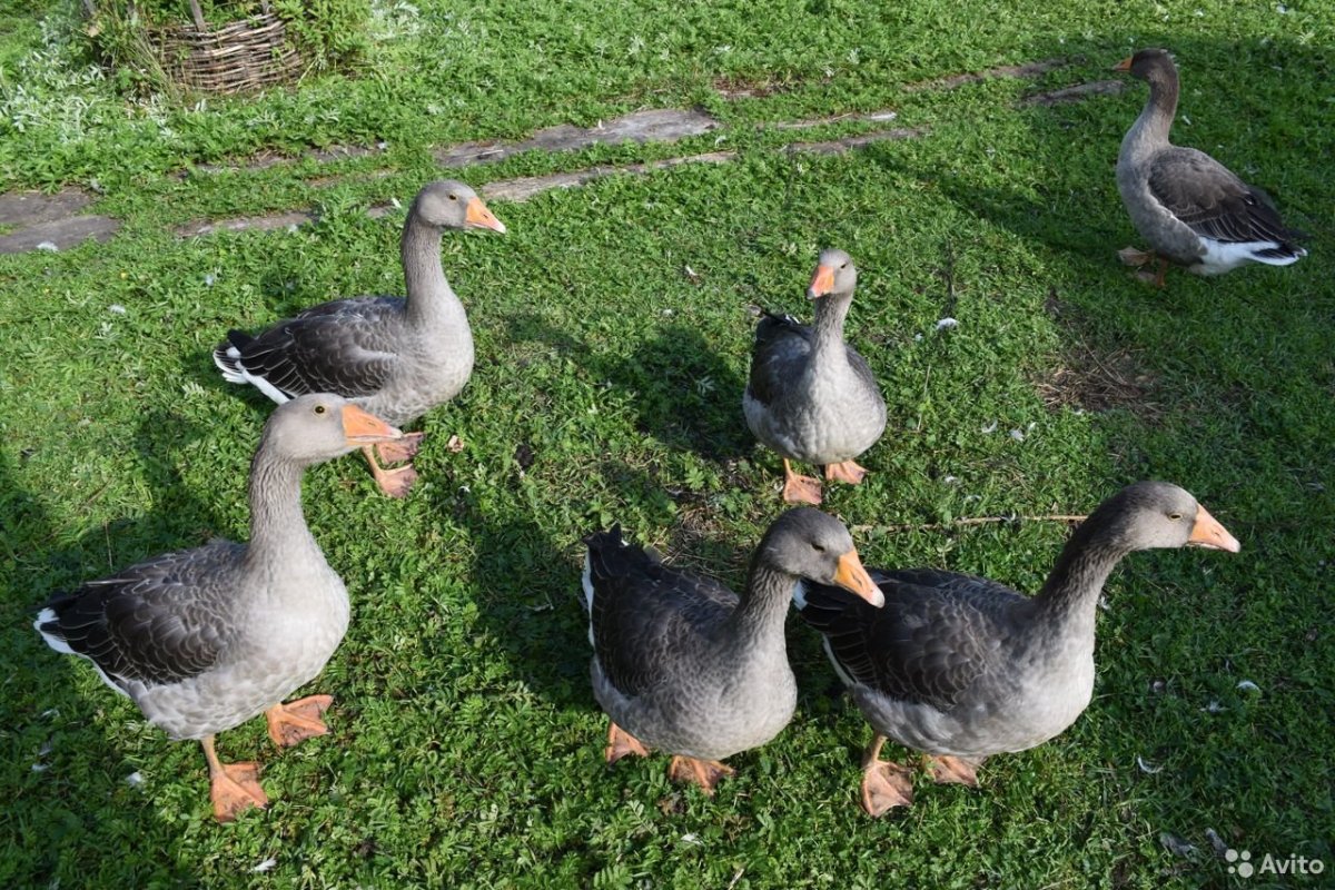 Сколько стоят пара гусей породы серый крупный