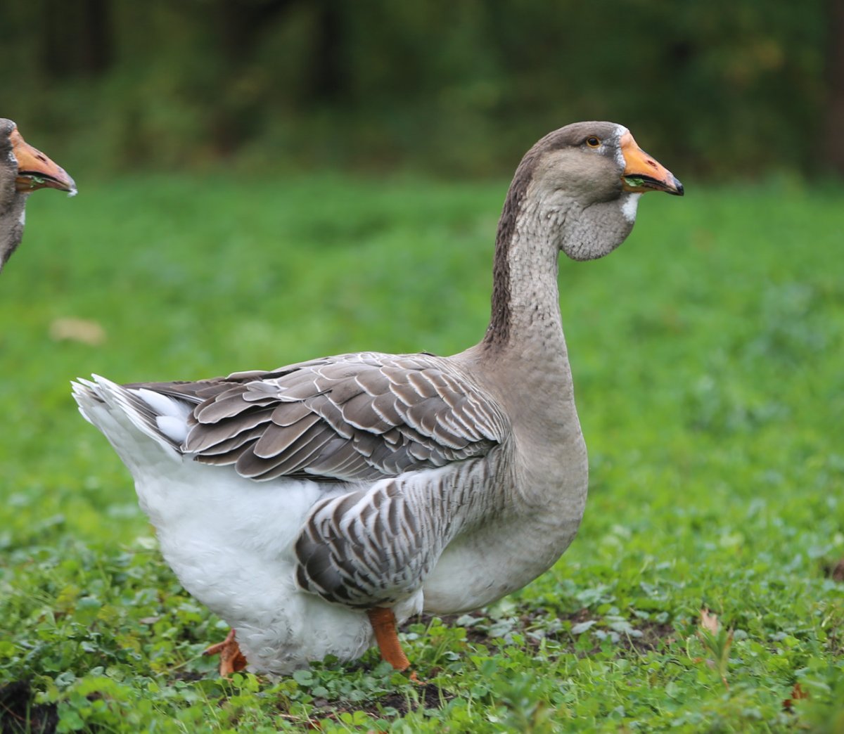 Холмогорские гуси