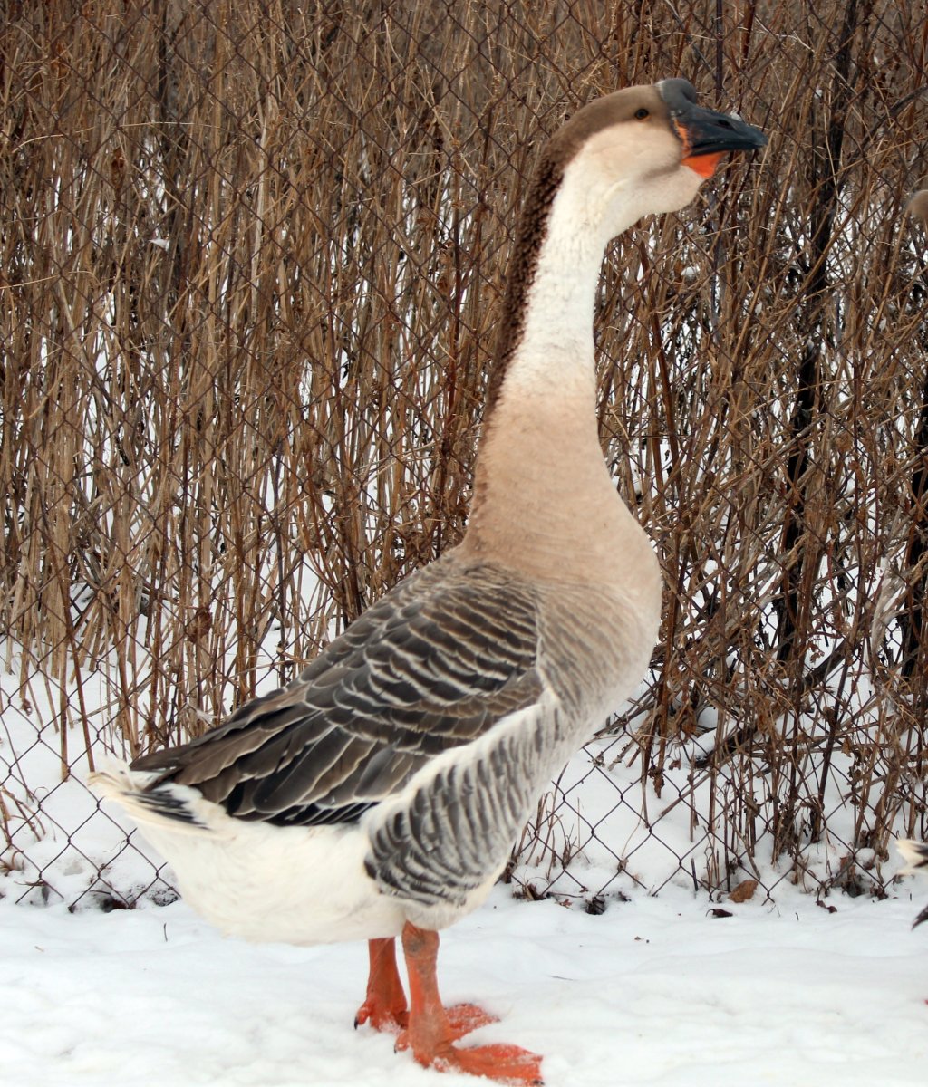 Гуси большая львиная голова