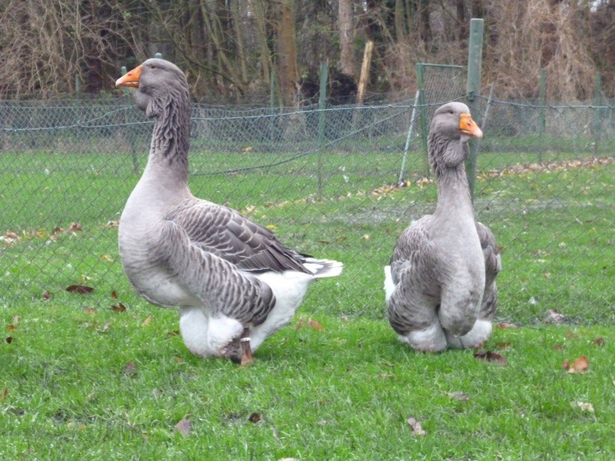 Гуси большая львиная голова