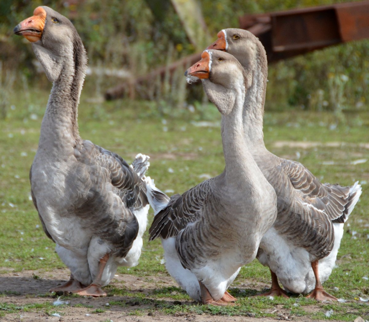 Холмогорские гуси