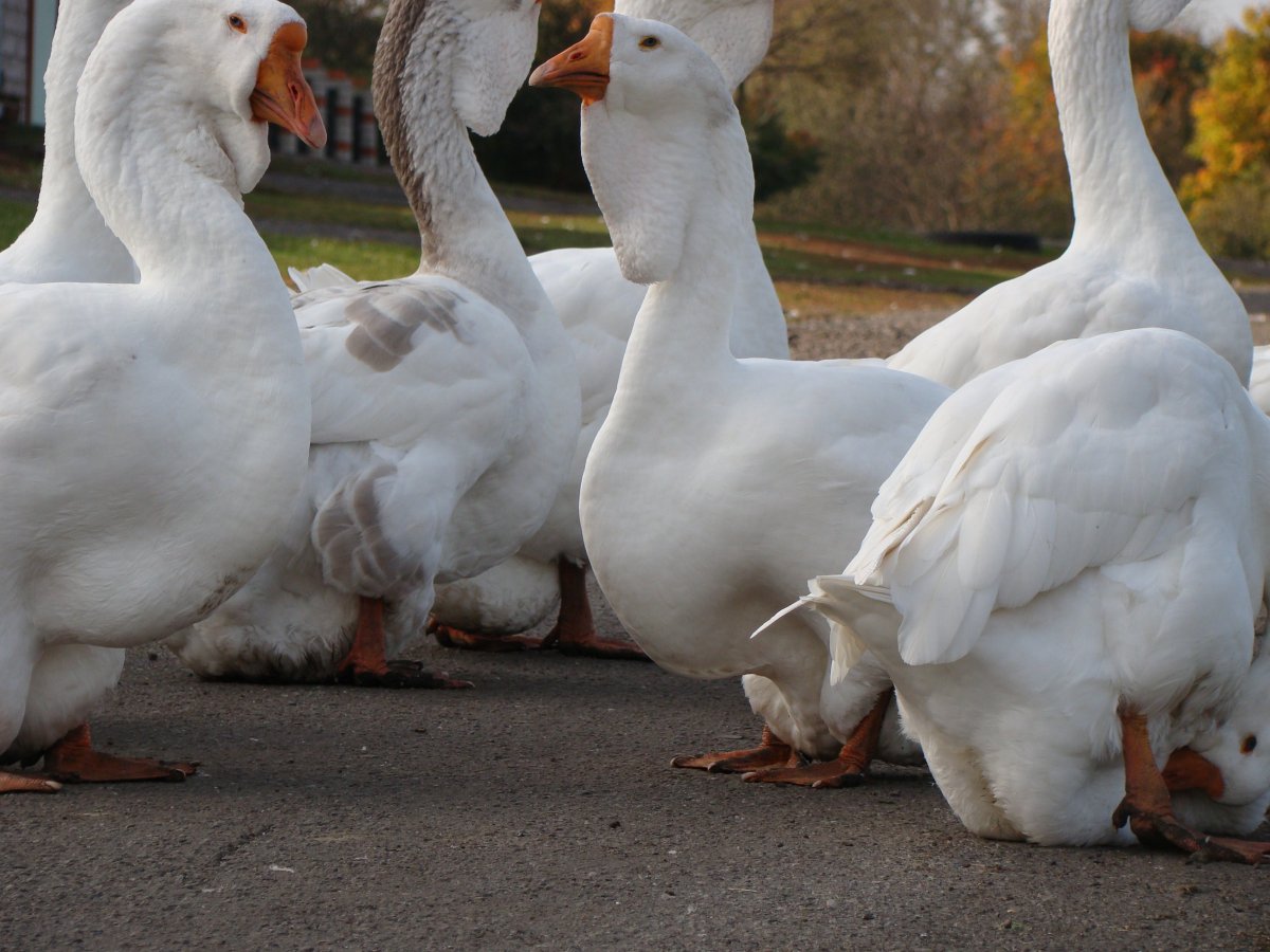 Холмогорские гуси