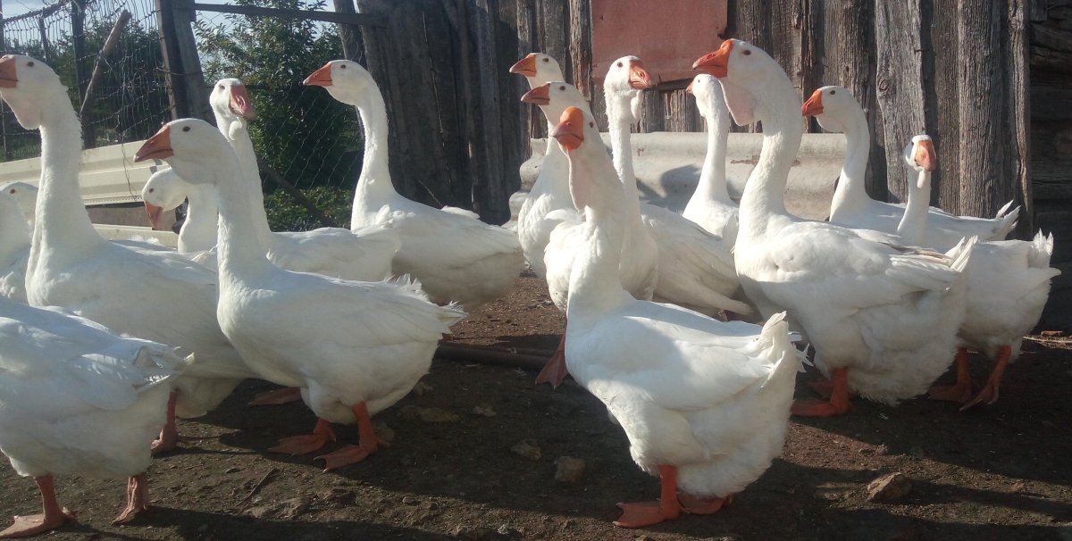 Адлерская порода гусей