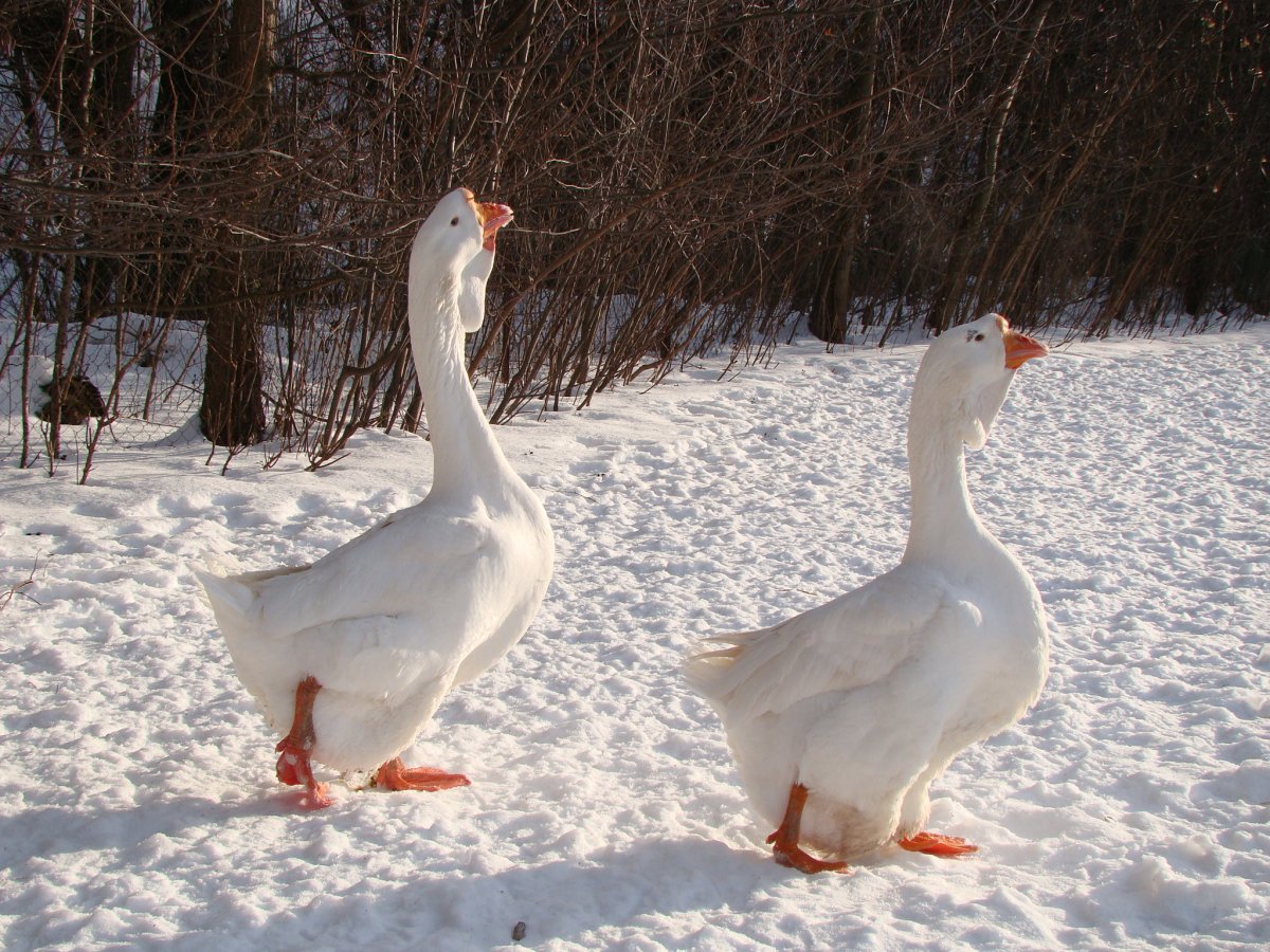 Переяславская порода гусей