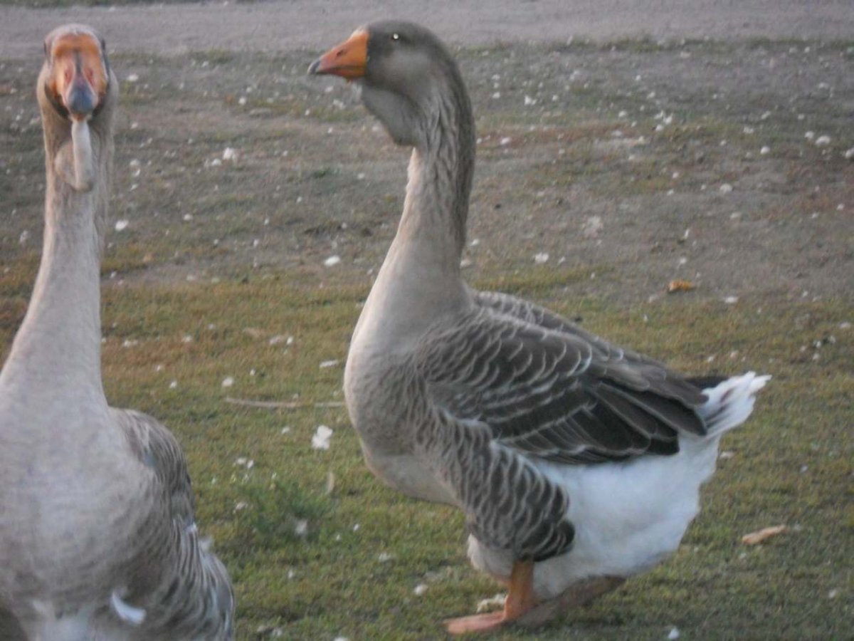 Хохлатые Холмогорские гуси