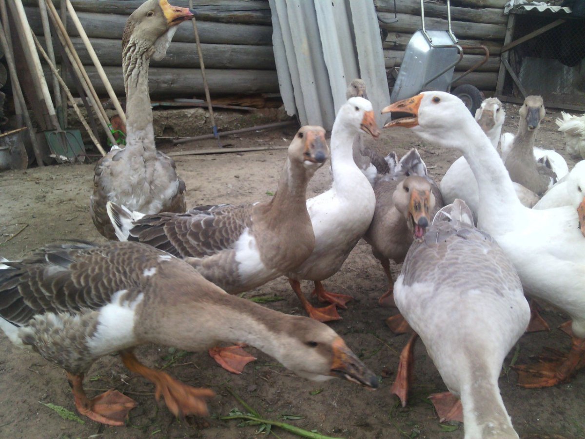 Порода губернских гусей