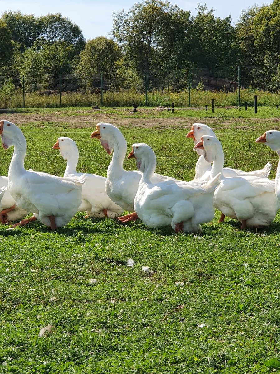 Декоративные гуси породы