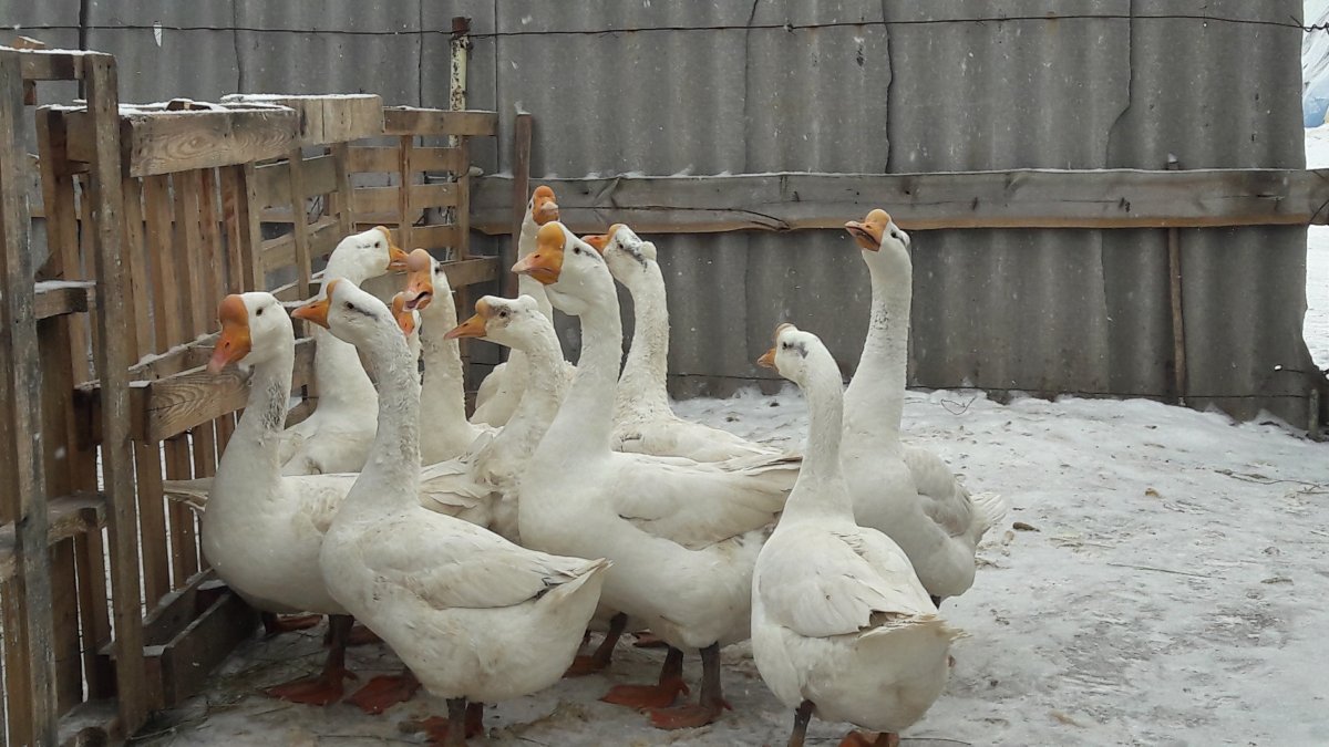 Порода гусей Wanxi