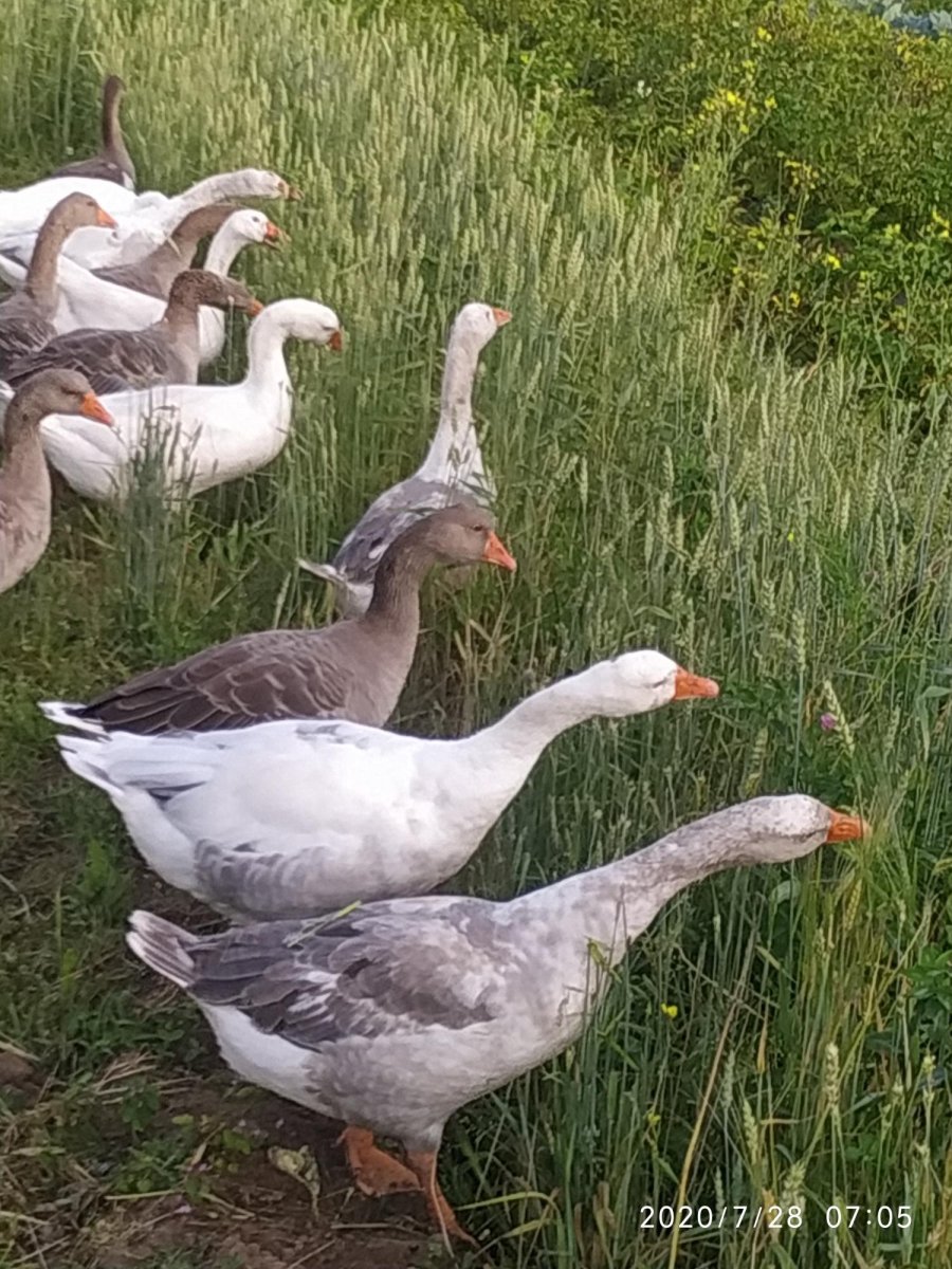 Линдовская порода гусей