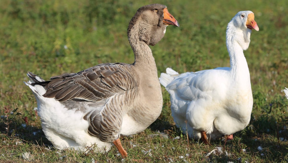 Холмогорская порода гусей