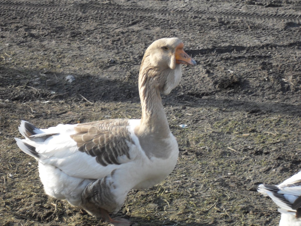 Гуси львиная голова