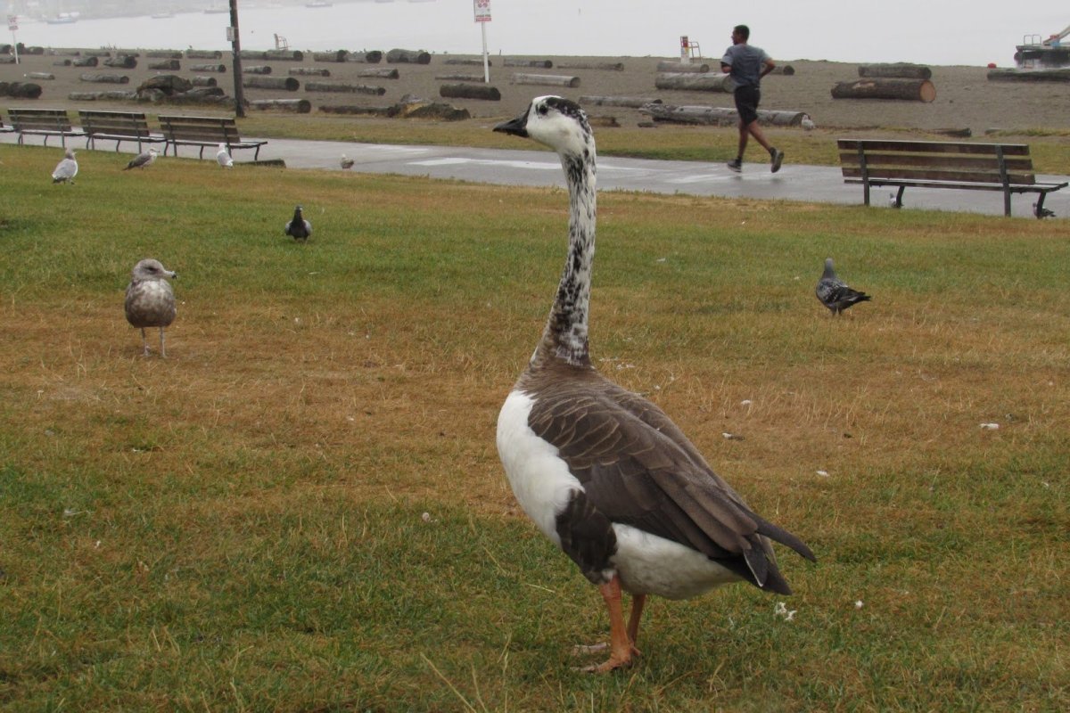 Гуси Ванкси