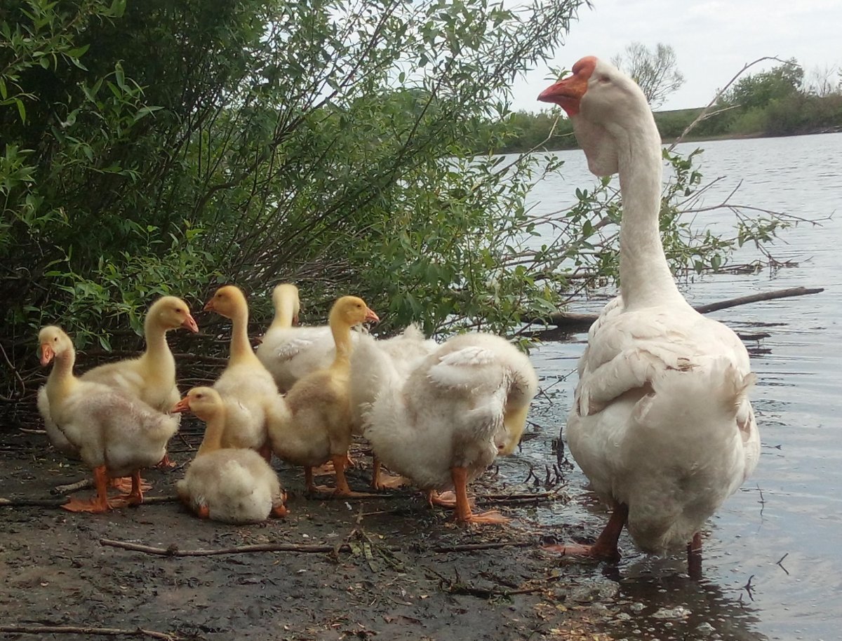 Египетская порода гусей за приемом пищи фото