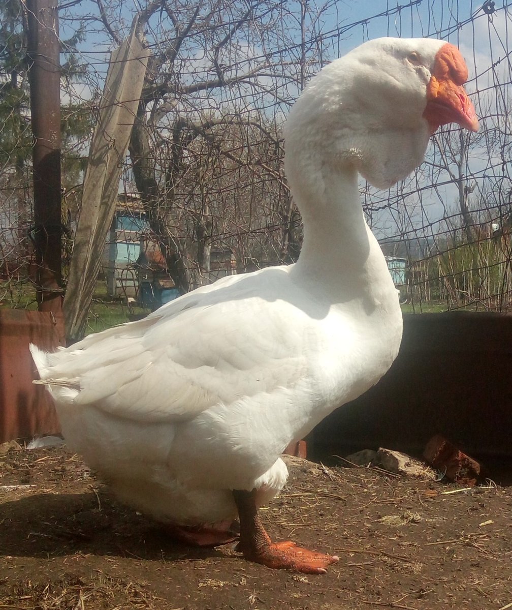 Породы гусей на фермер ру