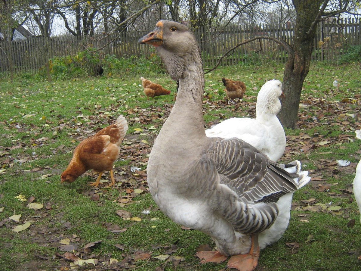 Родословная породы гусей Холмогоров