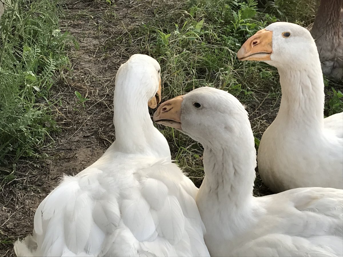 Породы гусей фото