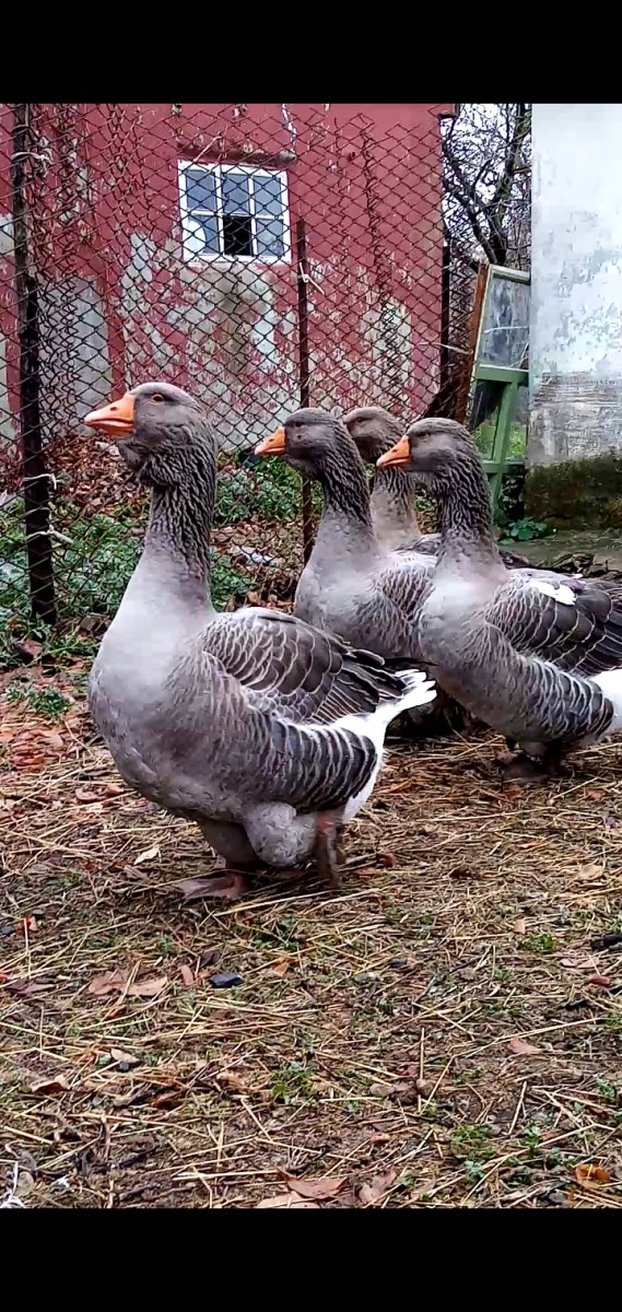 Гуси Холмогоры Мглин