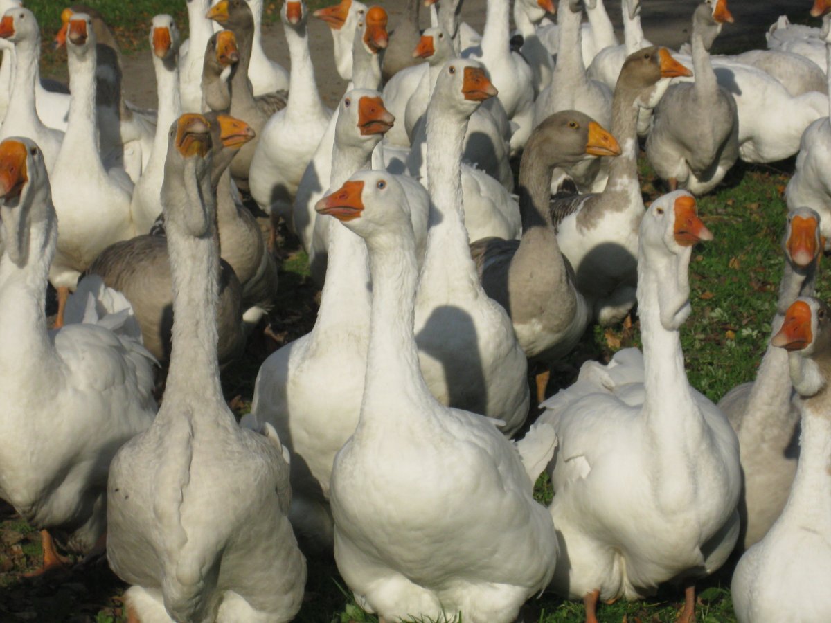 Гуси Мамут датский