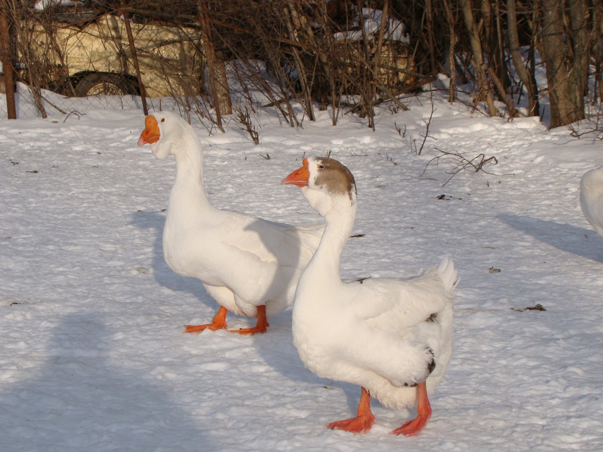 Порода гусей для печени