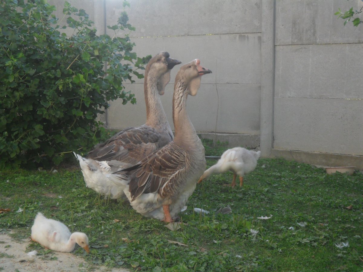 Большая львиная голова порода гусей