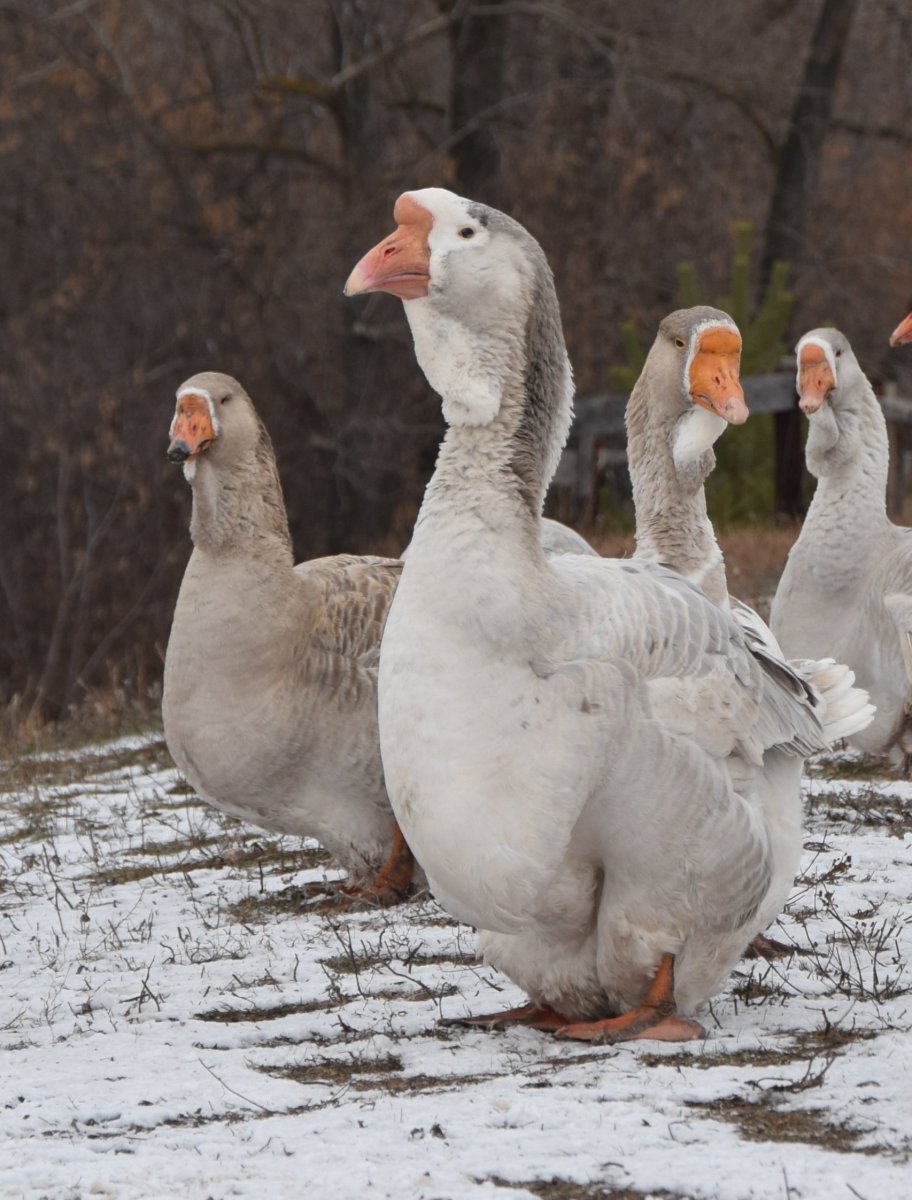 Холмогорская порода гусей