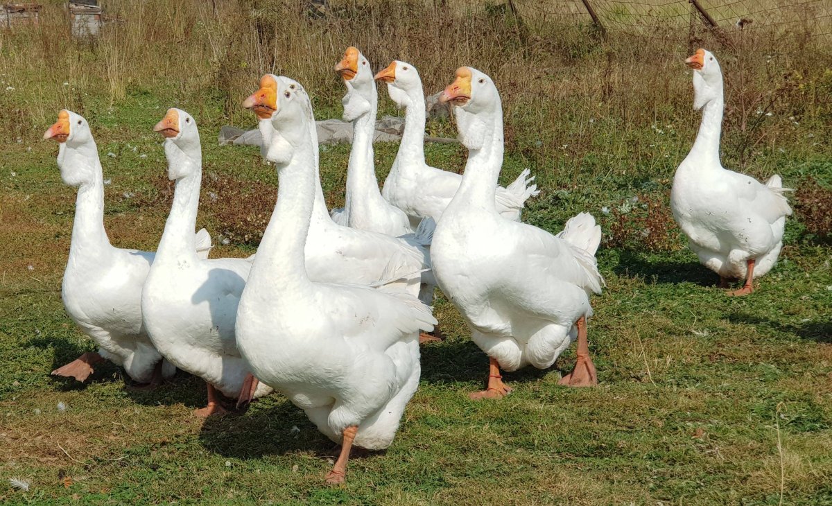 Уральские гуси