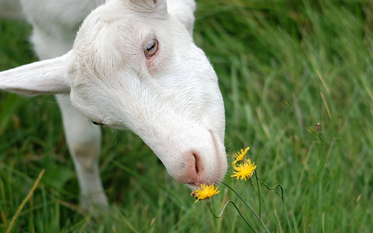 Зааненская коза морда